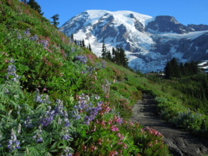 Mt. Rainier National Park Washington