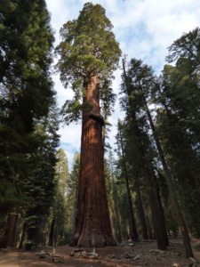 Sequoia-Kings Canyon National Park California