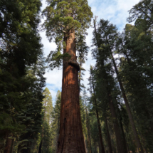 Sequoia Kings Canyon National Park California